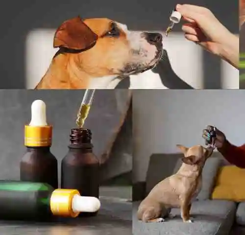 Pets CBD oil & Tincture