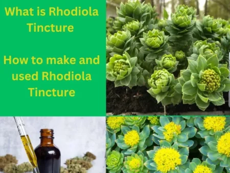 What is Rhodiola Tincture How to make & used