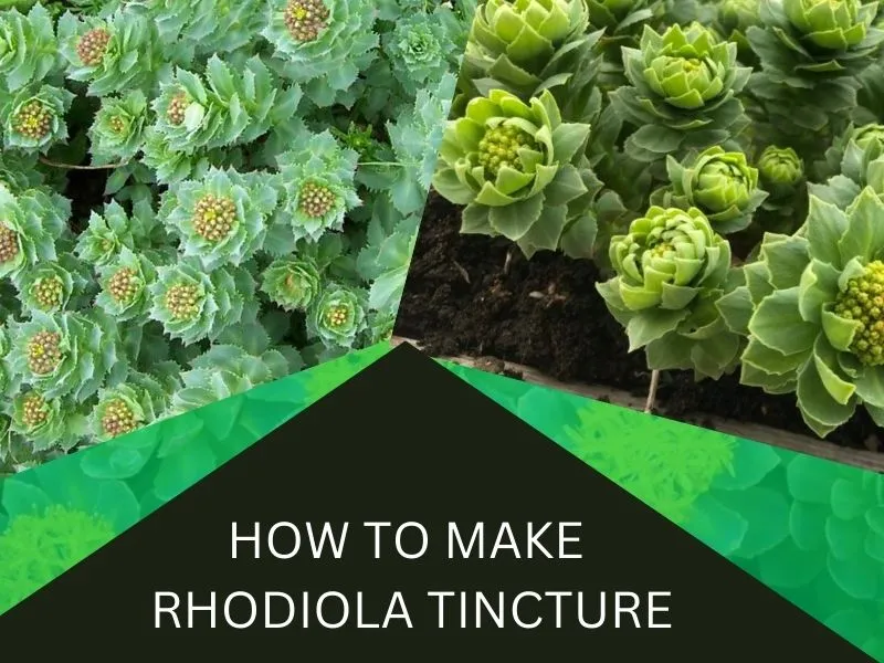 how to make Rhodiola Tincture